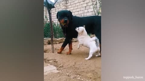 ANIMAL FUNNY MOVES