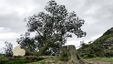 Britain's Sycamore Gap tree 'deliberately felled'