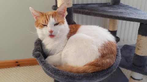 Blep Cat Forgets His Tongue Out