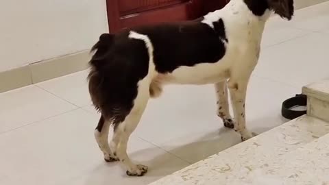 Smart dog funny video