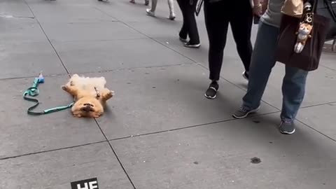 Just another day of frightening passerbys on the nyc sidewalk