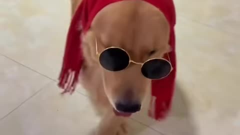 Funnydog||style