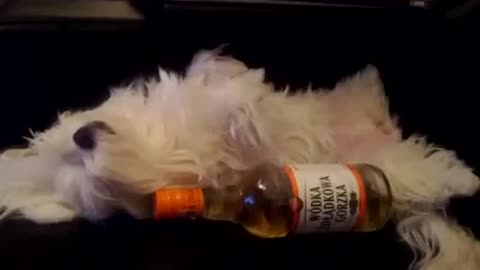 Dog snores after partying hard