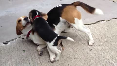 Cute 9 week old beagle and half brother older beagle play