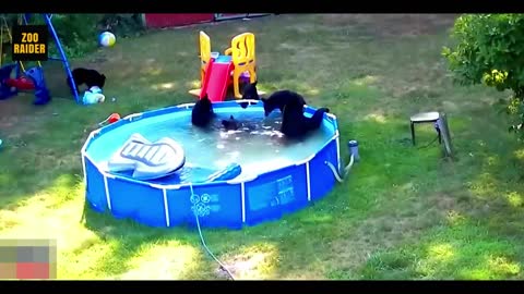 Momma Bear Having a Pool Party in Backyard with Her Cubs
