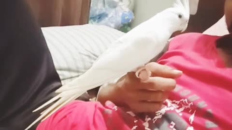 Cocktail parrot singing 🐦😇