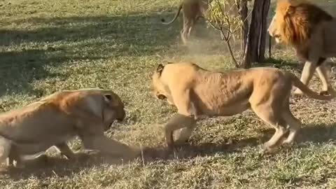 Lion fighting video 😠😠