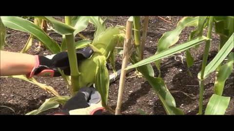 How to tell when corn is ready to be picked. When to harvest corn.