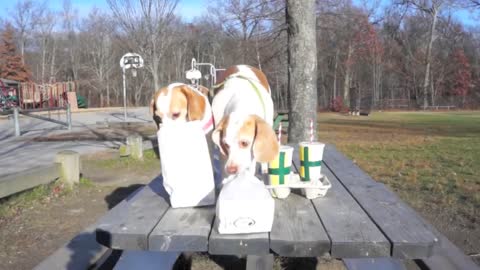 Dogs' Epic Shopping Cart Voyage_ Funny Dogs Maymo & Penny