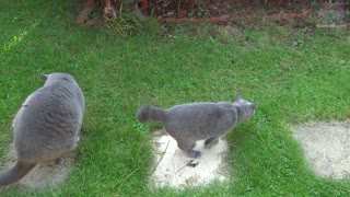 British Shorthair Cats on a Garden Adventure