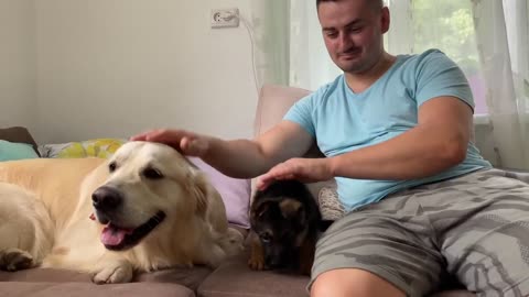 Golden Retriever Meets New German Shepherd Puppy for the First Time