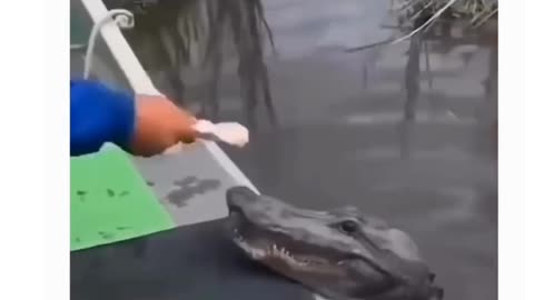 Crocodile Having Fun🤷‍♂️🤷‍♂️