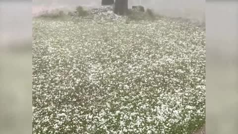 Hail storm pounds vehicles, homes in Sydney