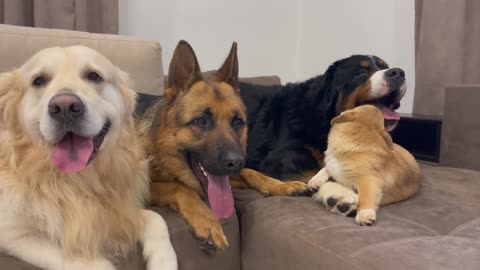 Golden Retriever and his friends have party on the sofa!