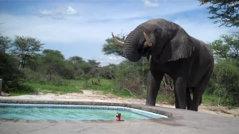Wild Elephant Crashes The Pool Party