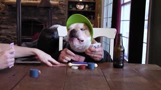 Bulldog is a classic poker card shark