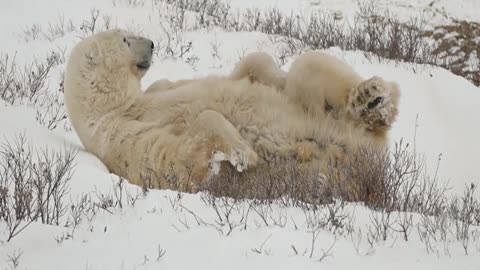 Tundra animals. Animals That Live in the Tundra