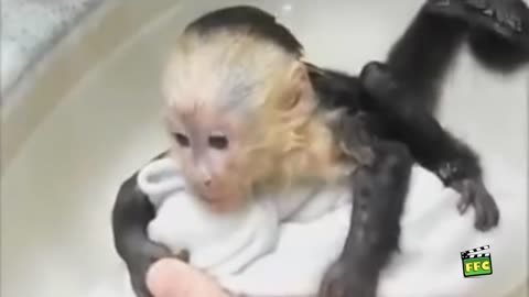 Cute animals in love with their bath time