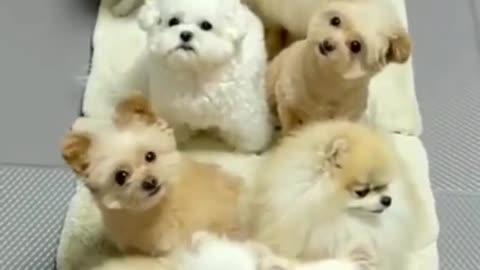 Cute dog tarning video