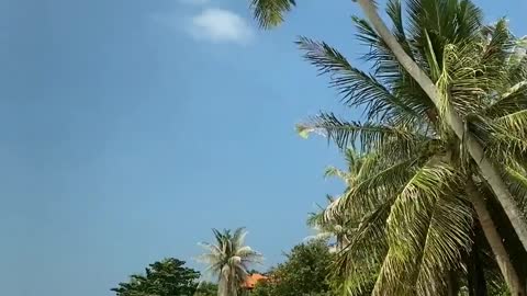 Indah pantai pasir pohon kelapa