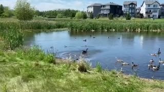 #Shorts #goose chasing & racing in a fight or flight #canadageese #nature #geese #canadagoose #birds