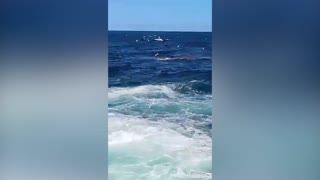 Horrific Moment Shark Tears Apart Swimmer Caught on Camera