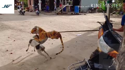 Tiger attacks dog prank video (Part-7)