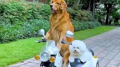 The little golden retriever # # # of pet dog dog is a man