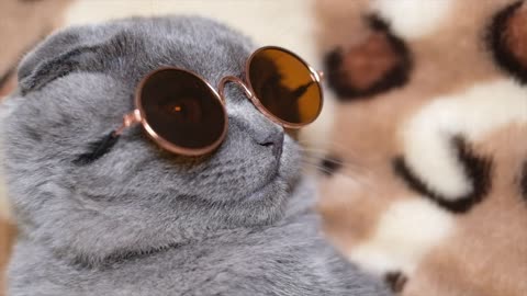 Cat Wearing sunglass