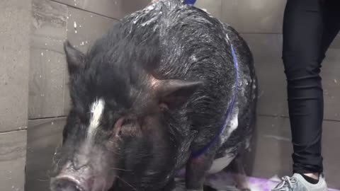 Dramatic Pot Belly Pig at the dog groomers?-11