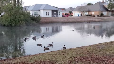 "Steam Fog Rising" with The Geese