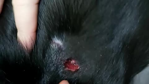 Poor Belle got bit by other dog