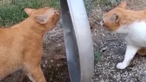 Cats fighting /cat funny video #cat