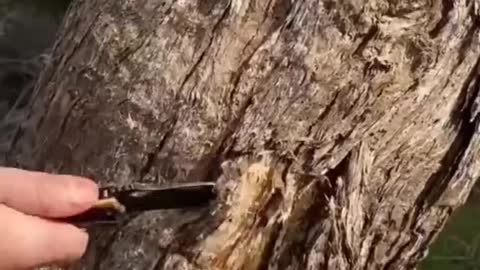 Getting Drinking Water From a Tree 🌳 #survivalskill #treewater