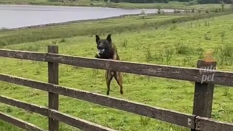 Cute dog Play basketball #view #viral #trending #dogs #comdy