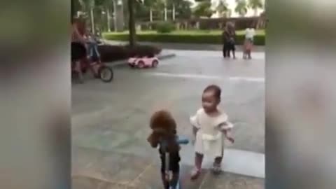 Toy poodle steals scooter from the baby