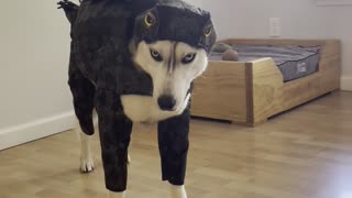 Husky Hates His Halloween Costume