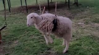 Sheep Struggles After Getting Stuck on Swing