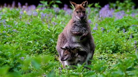 Camera Captures A Beautiful Couple Of Elephant And Kangaroo 🦘