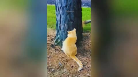 Funny Animal Videos 2023 🥰 - Funniest Dogs and Cats Videos 😁 #6