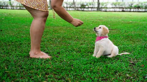 Women feed to food on golden retriever puppy dogs on park