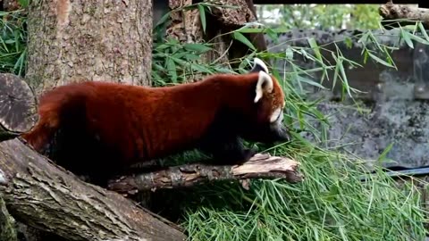 Red Panda looks very fond of its food