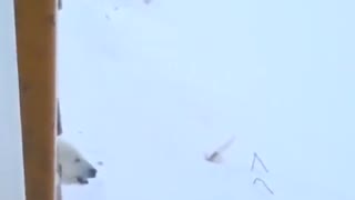 Curious polar bear inspects truck passengers