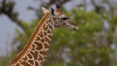 Panning With Walking Giraffe