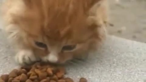 Fed a homeless kitten