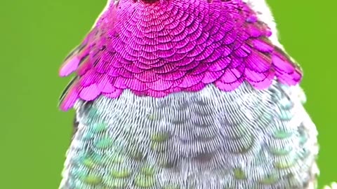 Colour change bird this bird is so beautiful