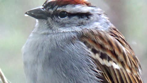 Chirping Sparrow