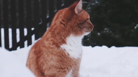 Beautiful Cat in snow-fall $$ Very Beautiful Animals video.
