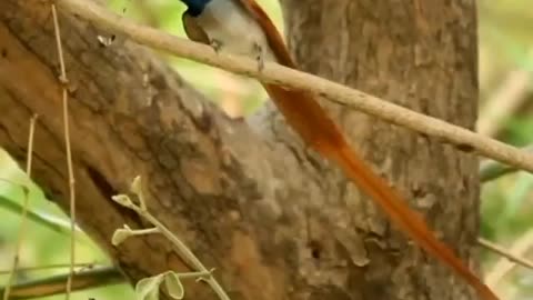 Wildlife in Close view with different perspective.