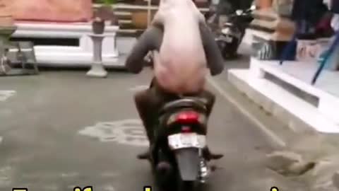 funnyvideo#cute#pig